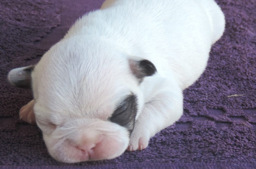 Novas ninhadas de Bulldog Francês