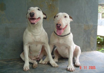 Bull Terrier  - 1991794 400x284 - Nossa Equipe