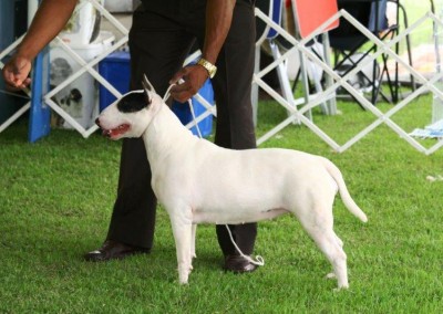 - Bull terrier 400x284 - Bull Terrier