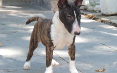 Bull terrier miniatura- Linda ninhada disponível nascida dia 22/04/2016 Blog de Notícias - 001 1 400x250 - Blog de Notícias