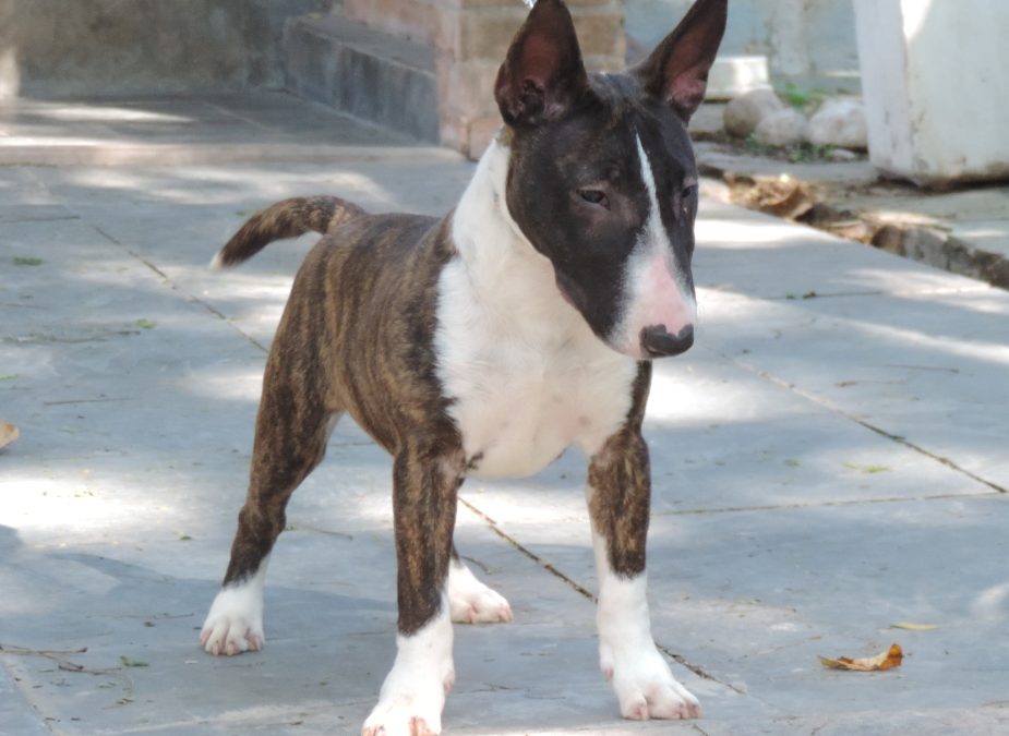 Bull terrier miniatura- Linda ninhada disponível nascida dia 22/04/2016