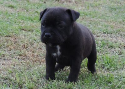 filhotes staffordshire bull em niterói - 016 400x284 - Filhotes Staffordshire Bull em Niterói