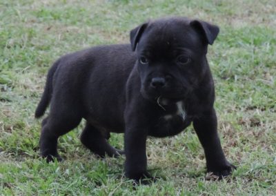 filhotes staffordshire bull em niterói - 017 1 400x284 - Filhotes Staffordshire Bull em Niterói