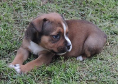 filhotes staffordshire bull em niterói - 029 1 400x284 - Filhotes Staffordshire Bull em Niterói