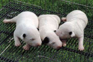 Bull terrier - Linda ninhada com excelente pedigree nascida em 12/01/2017 - 039 1 300x201 - Bull terrier – Linda ninhada com excelente pedigree nascida em 12/01/2017 - photo Bull terrier - Linda ninhada com excelente pedigree nascida em 12/01/2017 - 039 1 300x201 - Bull terrier – Linda ninhada com excelente pedigree nascida em 12/01/2017