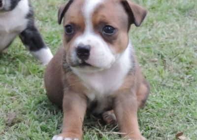 filhotes staffordshire bull em niterói - 039 2 400x284 - Filhotes Staffordshire Bull em Niterói