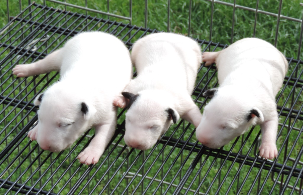 Bull terrier – Linda ninhada com excelente pedigree nascida em 12/01/2017