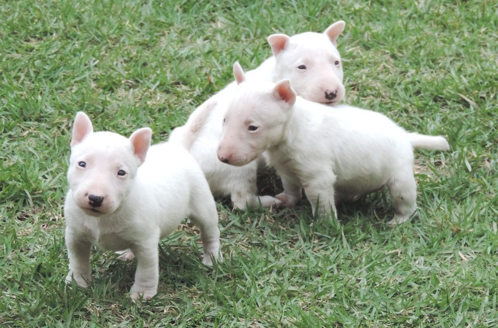 Bull terrier miniatura nova ninhada