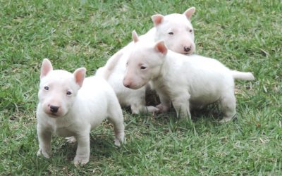 Bull terrier miniatura nova ninhada Blog de Notícias - 107 400x250 - Blog de Notícias