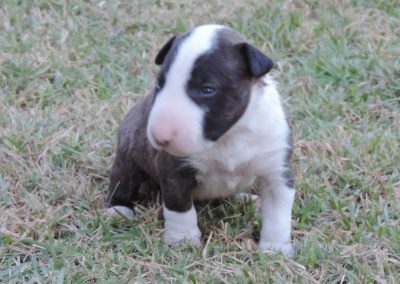 bull terrier miniatura - 2a 1 400x284 - Bull Terrier Miniatura em Niterói