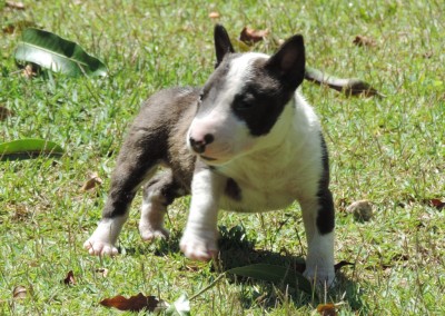 bull terrier miniatura - A 400x284 - Bull Terrier Miniatura em Niterói