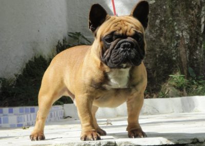 bulldog francês em niterói - Alpacino 400x284 - Bulldog Francês em Niterói