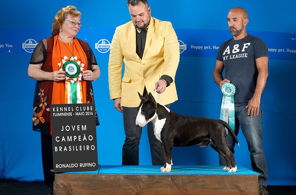 “Texas”em 1º no ranking Brasileiro da raça Bull terrier miniatura da CBKC 2016