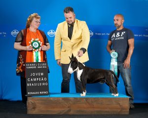 DSC_5347ainternet "Texas"em 1º no ranking Brasileiro da raça Bull terrier miniatura da CBKC 2016 - DSC 5347ainternet 300x240 - &#8220;Texas&#8221;em 1º no ranking Brasileiro da raça Bull terrier miniatura da CBKC 2016