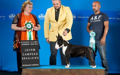 “Texas”em 1º no ranking Brasileiro da raça Bull terrier miniatura da CBKC 2016 Blog de Notícias - DSC 5347ainternet 400x250 - Blog de Notícias