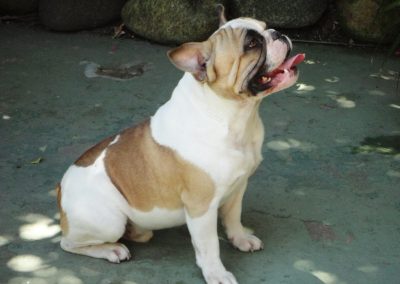 filhotes de bulldog francês em niterói - Jacon 400x284 - Filhotes de Bulldog Francês em Niterói RJ