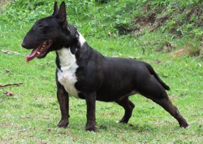 bull terrier miniatura - M  e Uli 400x284 - Bull Terrier Miniatura em Niterói