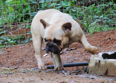 bulldog francês em niterói - Mait   1 400x284 - Bulldog Francês em Niterói