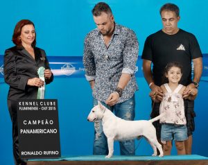 Pai : campeão brasileiro e panamericano   - Pai Tijolo 1 300x238 - Bull terrier miniatura nova ninhada