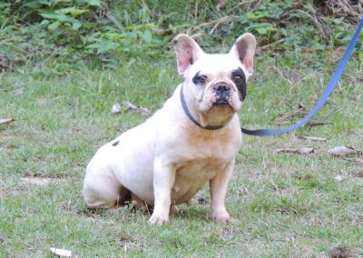 bulldog francês em niterói - Sophia 1 400x284 - Bulldog Francês em Niterói