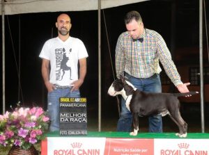 Melhor da Raça na exposição do Brasil Kennel Club "Texas"em 1º no ranking Brasileiro da raça Bull terrier miniatura da CBKC 2016 - Texas BKC abr 2016 melhor da ra  a 300x223 - &#8220;Texas&#8221;em 1º no ranking Brasileiro da raça Bull terrier miniatura da CBKC 2016