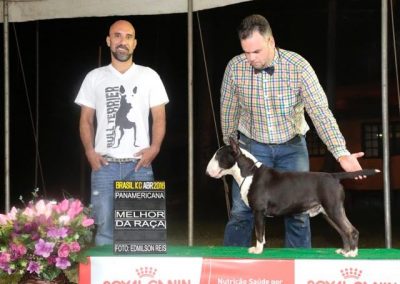 bull terrier miniatura - Texas BKC abr 2016 melhor da ra  a 400x284 - Bull Terrier Miniatura em Niterói