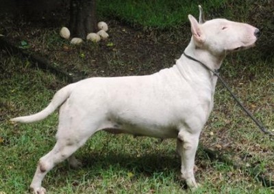 bull terrier niterói - bul terrier gigi10 400x284 - Bull Terrier Niterói