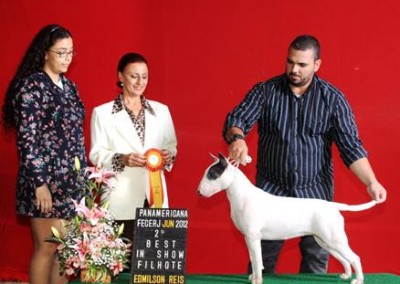 bull terrier niterói - bul terrier gigi2 400x284 - Bull Terrier Niterói