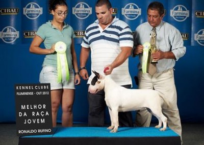 bull terrier niterói - bul terrier gigi5 400x284 - Bull Terrier Niterói