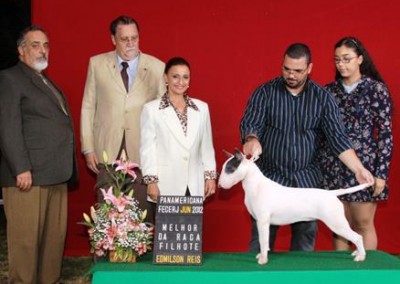 bull terrier niterói - bul terrier gigi7 400x284 - Bull Terrier Niterói