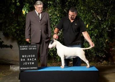 bull terrier niterói - bul terrier gigi8 400x284 - Bull Terrier Niterói