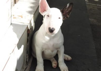 bull terrier miniatura - bul terrier mini11 400x284 - Bull Terrier Miniatura em Niterói