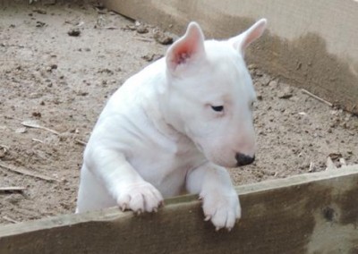 bull terrier miniatura - bul terrier mini2 400x284 - Bull Terrier Miniatura em Niterói