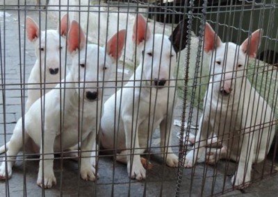 bull terrier miniatura - bul terrier mini8 400x284 - Bull Terrier Miniatura em Niterói