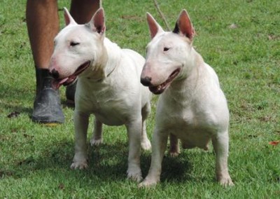 bull terrier miniatura - bul terrier mini9 400x284 - Bull Terrier Miniatura em Niterói