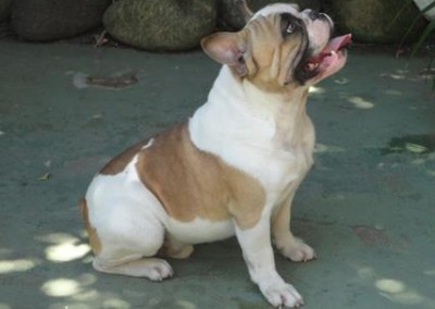 bulldog francês em niterói - bulldog frances niteroii13 400x284 - Bulldog Francês em Niterói