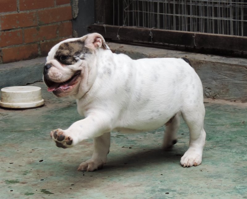 Nova Ninhada de Bulldog Inglês em Niterói e Cachoeiras de Macacu RJ