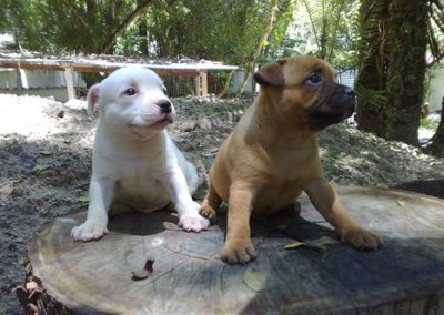 staffordshire bull terrier em niterói - staffordshire bull terrier niteroi2 400x284 - Staffordshire Bull Terrier em Niterói