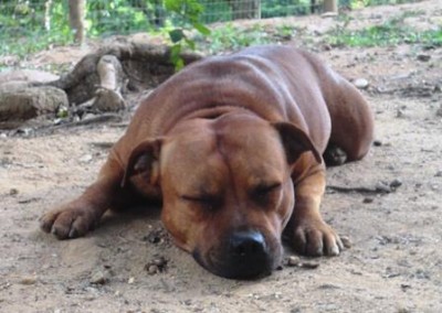 staffordshire bull terrier em niterói - staffordshire bull terrier niteroi7 400x284 - Staffordshire Bull Terrier em Niterói