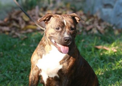 staffordshire bull terrier em niterói - staffordshire bull terrier niteroi8 400x284 - Staffordshire Bull Terrier em Niterói