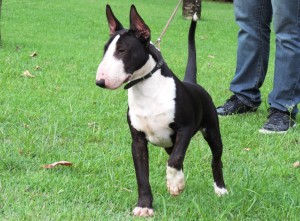 027 Bull terrier miniatura  importado da Polônia filho do campeão mundial - 027 300x221 - Bull terrier miniatura  importado da Polônia filho do campeão mundial