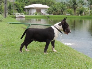 040 Bull terrier miniatura  importado da Polônia filho do campeão mundial - 040 300x225 - Bull terrier miniatura  importado da Polônia filho do campeão mundial