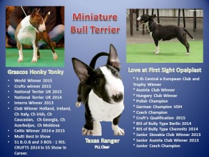 Texas Folder Bull terrier miniatura  importado da Polônia filho do campeão mundial - Texas Folder 300x225 - Bull terrier miniatura  importado da Polônia filho do campeão mundial