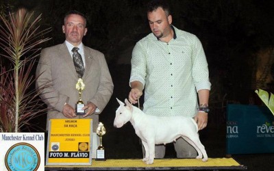 Campeã Brasileira e Panamericana – Bull terrier Miniatura Blog de Notícias - mini 1 400x250 - Blog de Notícias