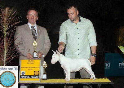 Campeã Brasileira e Panamericana - Bull terrier Miniatura - mini 1 400x284 - Campeã Brasileira e Panamericana &#8211; Bull terrier Miniatura