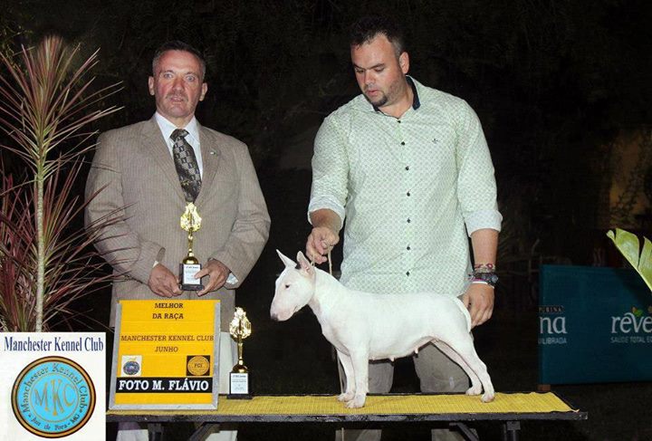 Campeã Brasileira e Panamericana – Bull terrier Miniatura