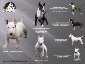 white-thunder  - White Thunder 300x225 - Bull Terrier miniatura &#8211; Lindo filhote disponível com excelente pedigree