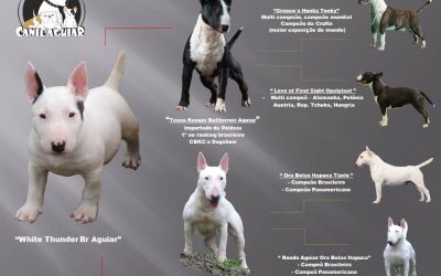 Bull Terrier miniatura – Lindo filhote disponível com excelente pedigree Blog de Notícias - White Thunder 400x250 - Blog de Notícias