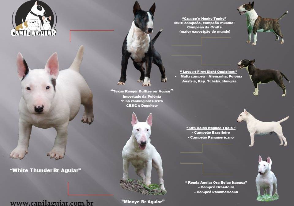 Bull Terrier miniatura – Lindo filhote disponível com excelente pedigree