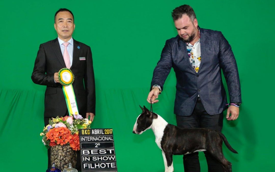 Nossa Minibull Kyra seguindo os passos do pai e começando a brilhar nas pistas